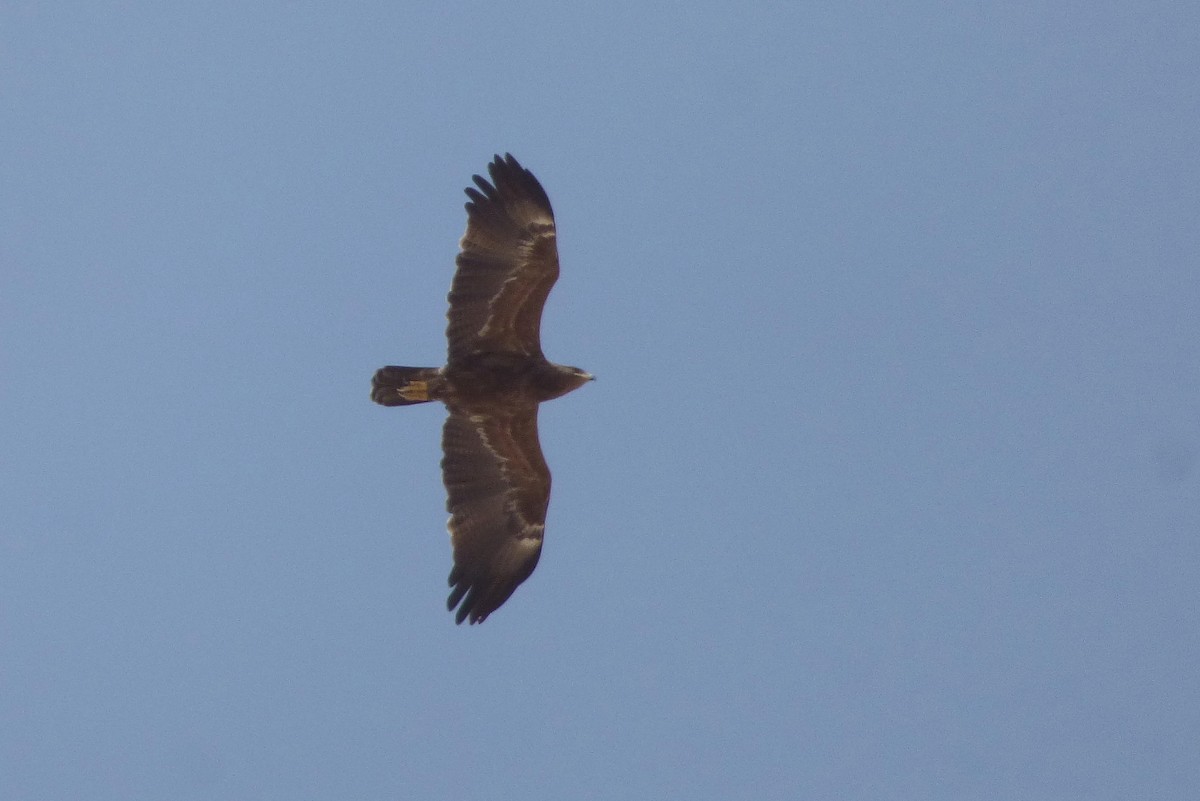 Lesser Spotted Eagle - ML56041271