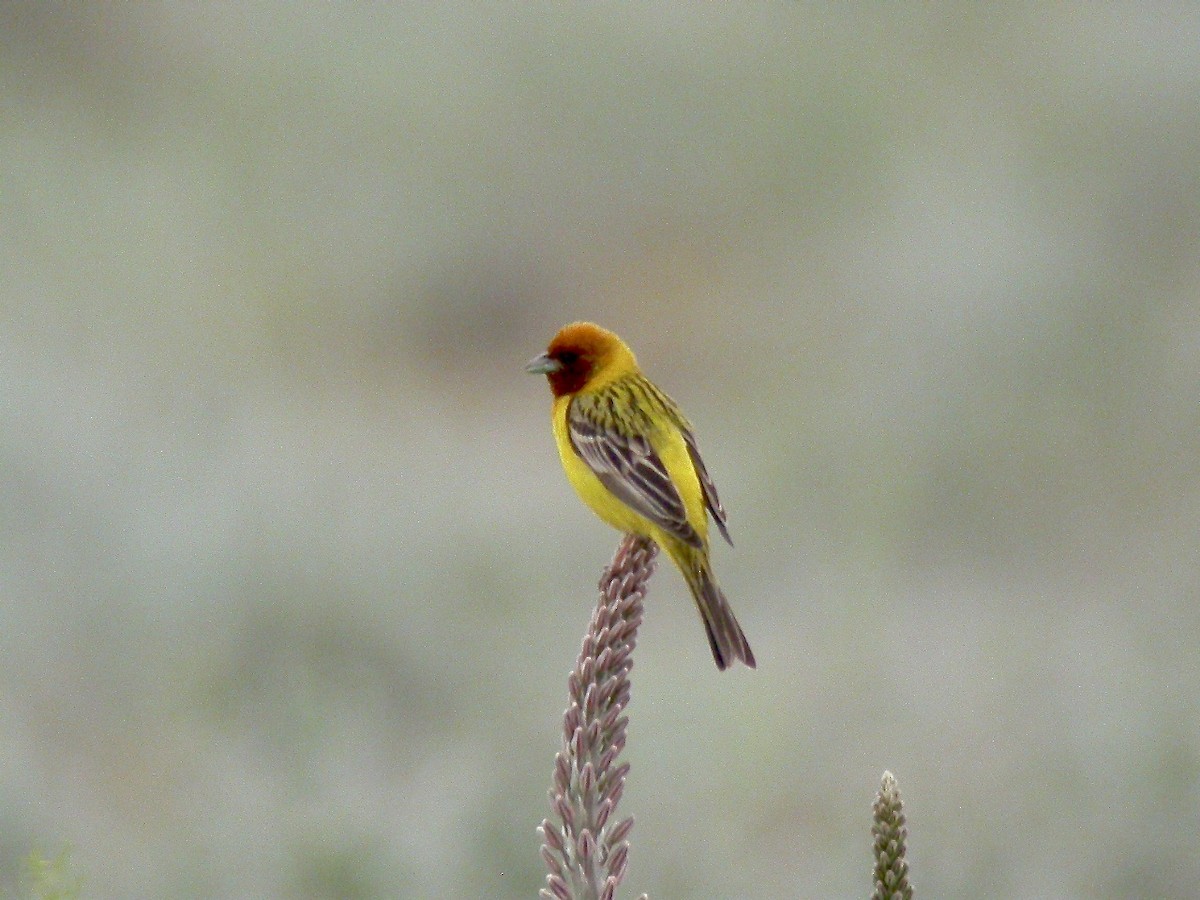 Red-headed Bunting - ML560412871