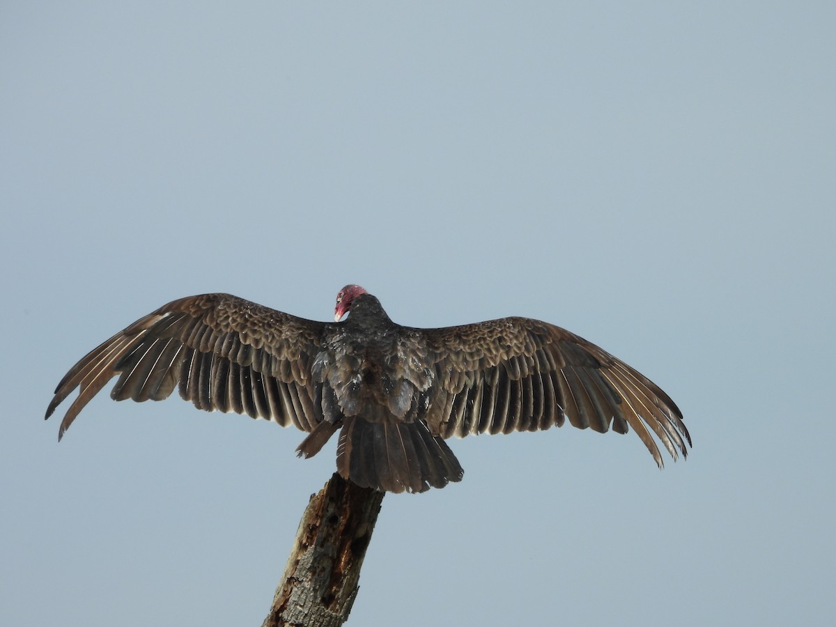 Turkey Vulture - ML560416641