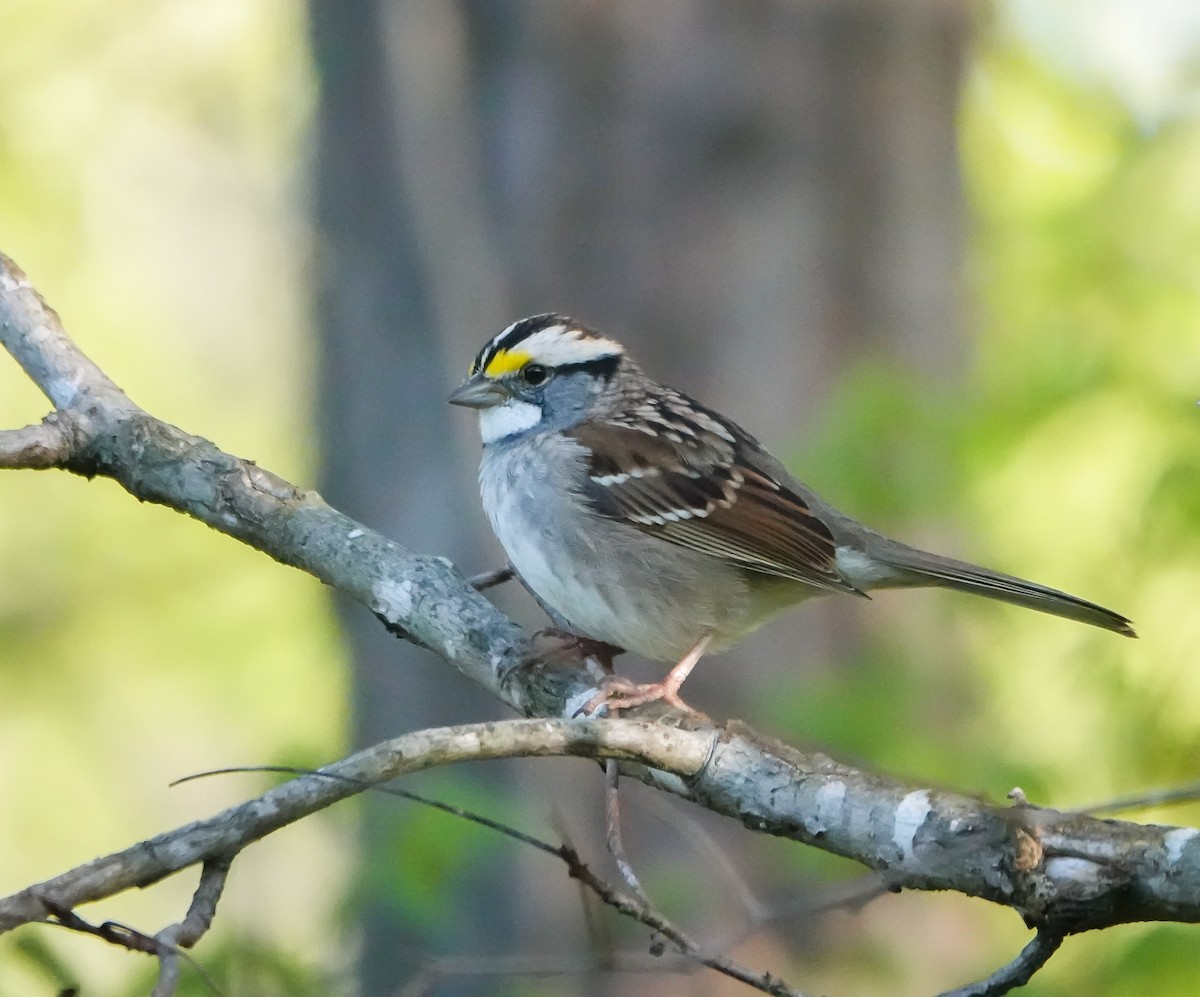 White-throated Sparrow - ML560419011