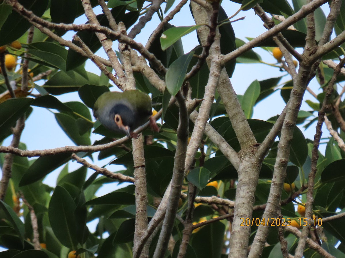Australasian Figbird - ML560421271