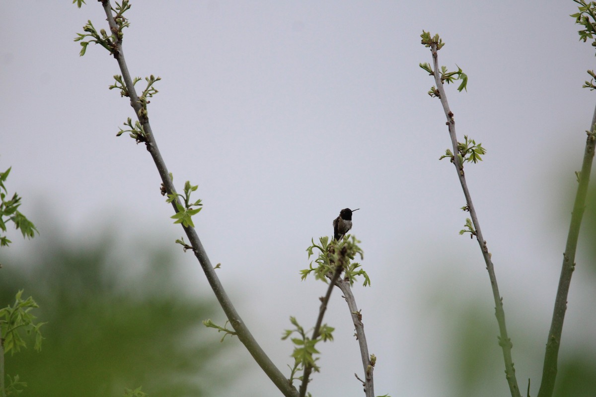 Black-chinned Hummingbird - ML560429651