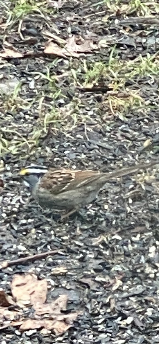 Ebird Checklist Apr Maplewood Nature Center Species