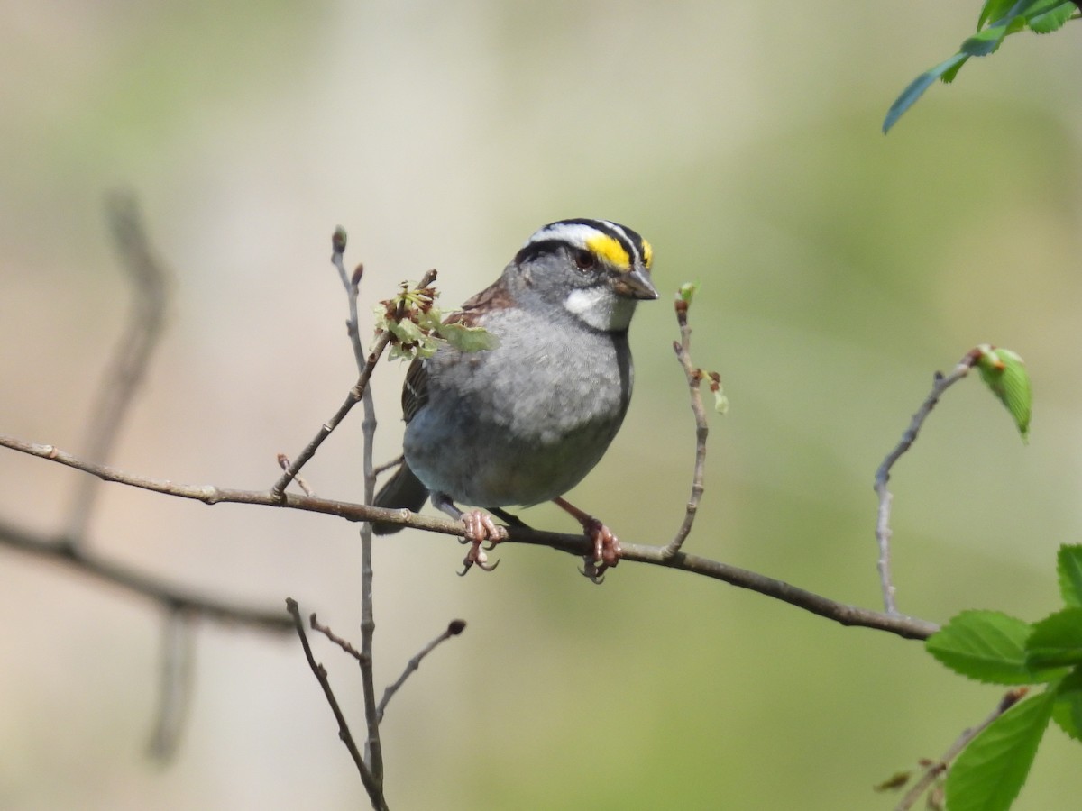 White-throated Sparrow - ML560432291