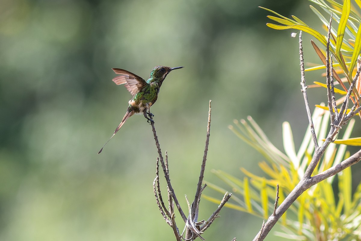 kolibřík pálkoocasý - ML560432351