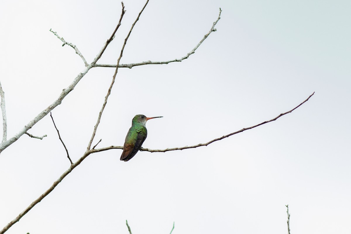 kolibřík savanový - ML560432521