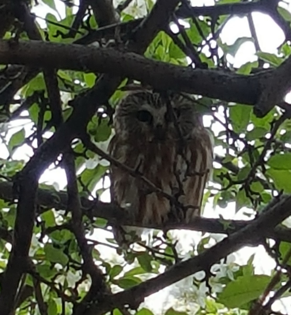 New Jersey eBird Checklist - 19 Apr 2017 - Rutgers University Newark