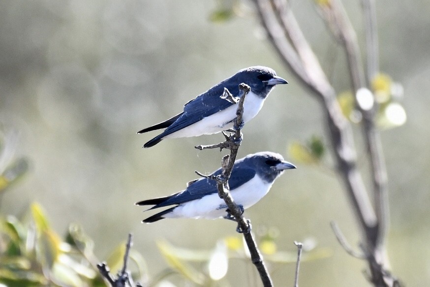 White-breasted Woodswallow - ML560438961