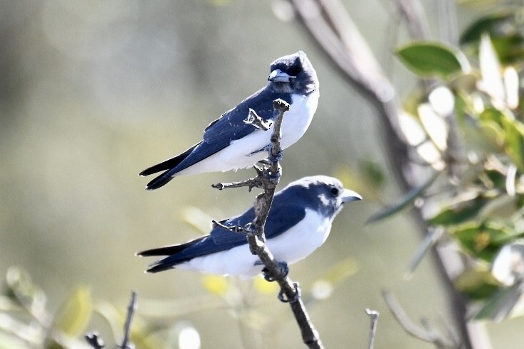 White-breasted Woodswallow - ML560438971