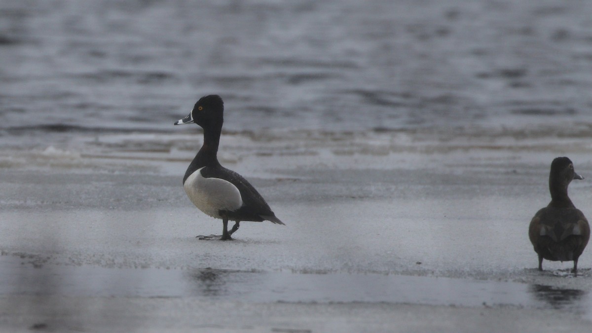 Ring-necked Duck - ML560441731