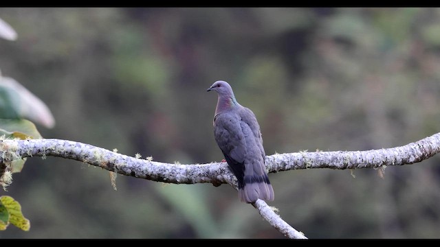 Ring-tailed Pigeon - ML560444271