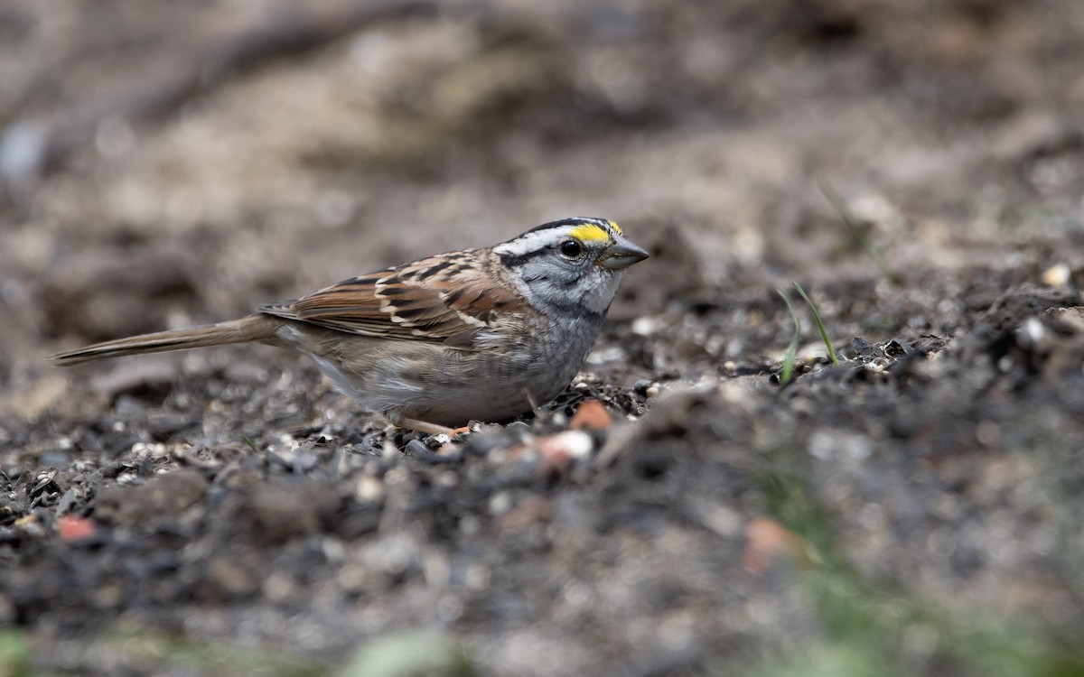 White-throated Sparrow - Mason Maron