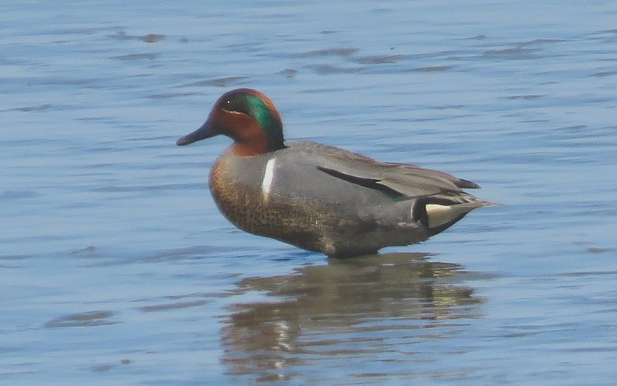 Green-winged Teal - ML560447551