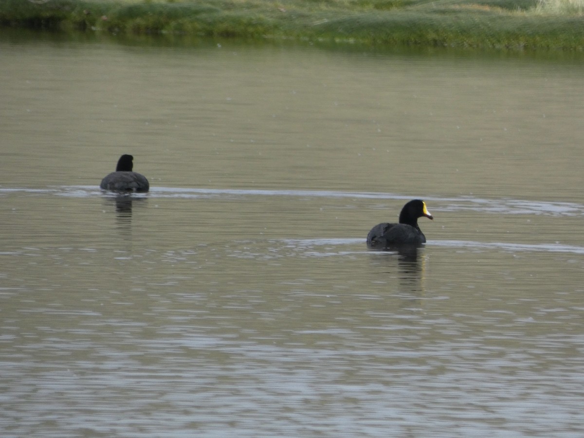 Giant Coot - ML560455091