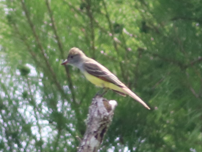 Great Crested Flycatcher - ML560456081