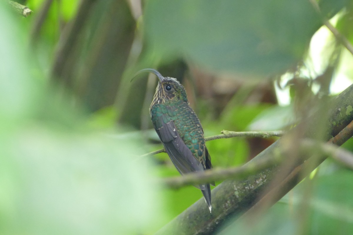 kolibřík orlozobec - ML56045681