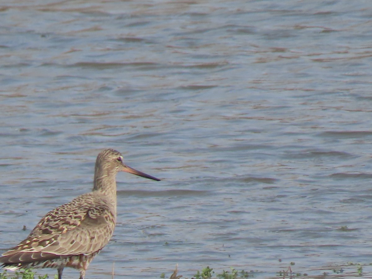 Wisconsin eBird Checklist - 20 Apr 2023 - 1500–1584 Cedar Beach Rd ...