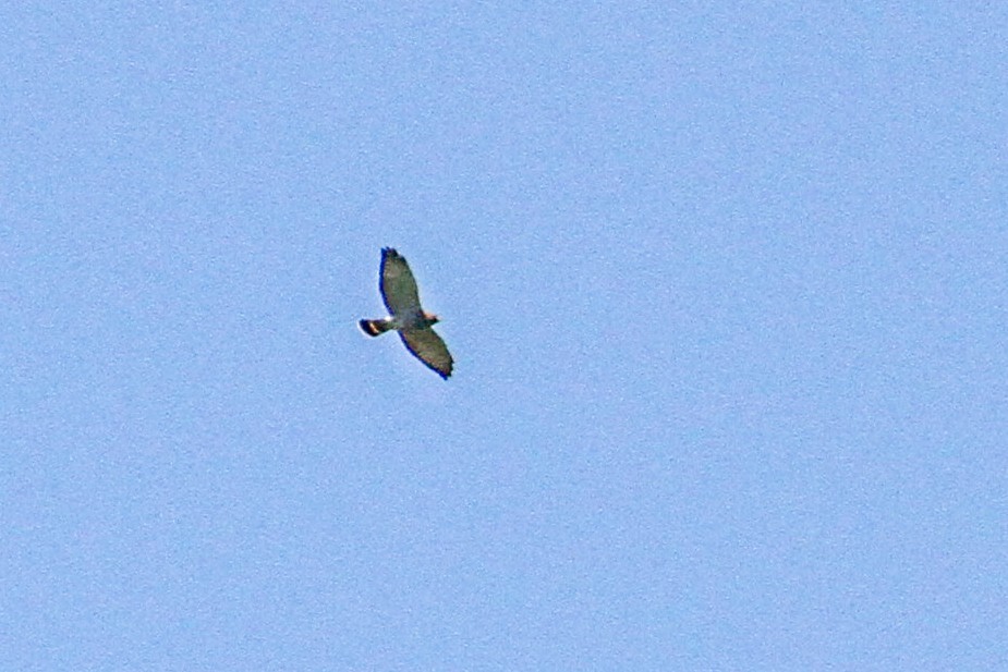 Broad-winged Hawk - ML560460171
