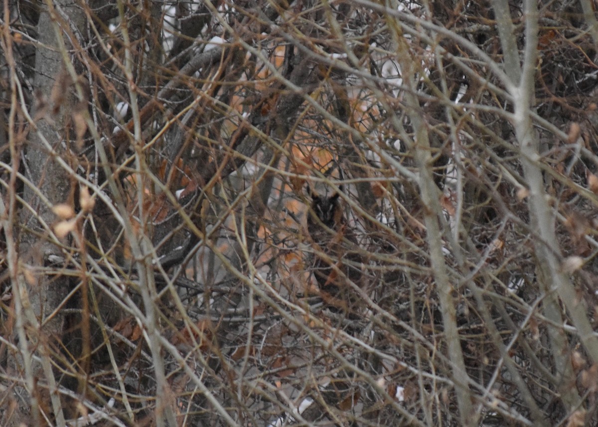 Long-eared Owl - ML560460251