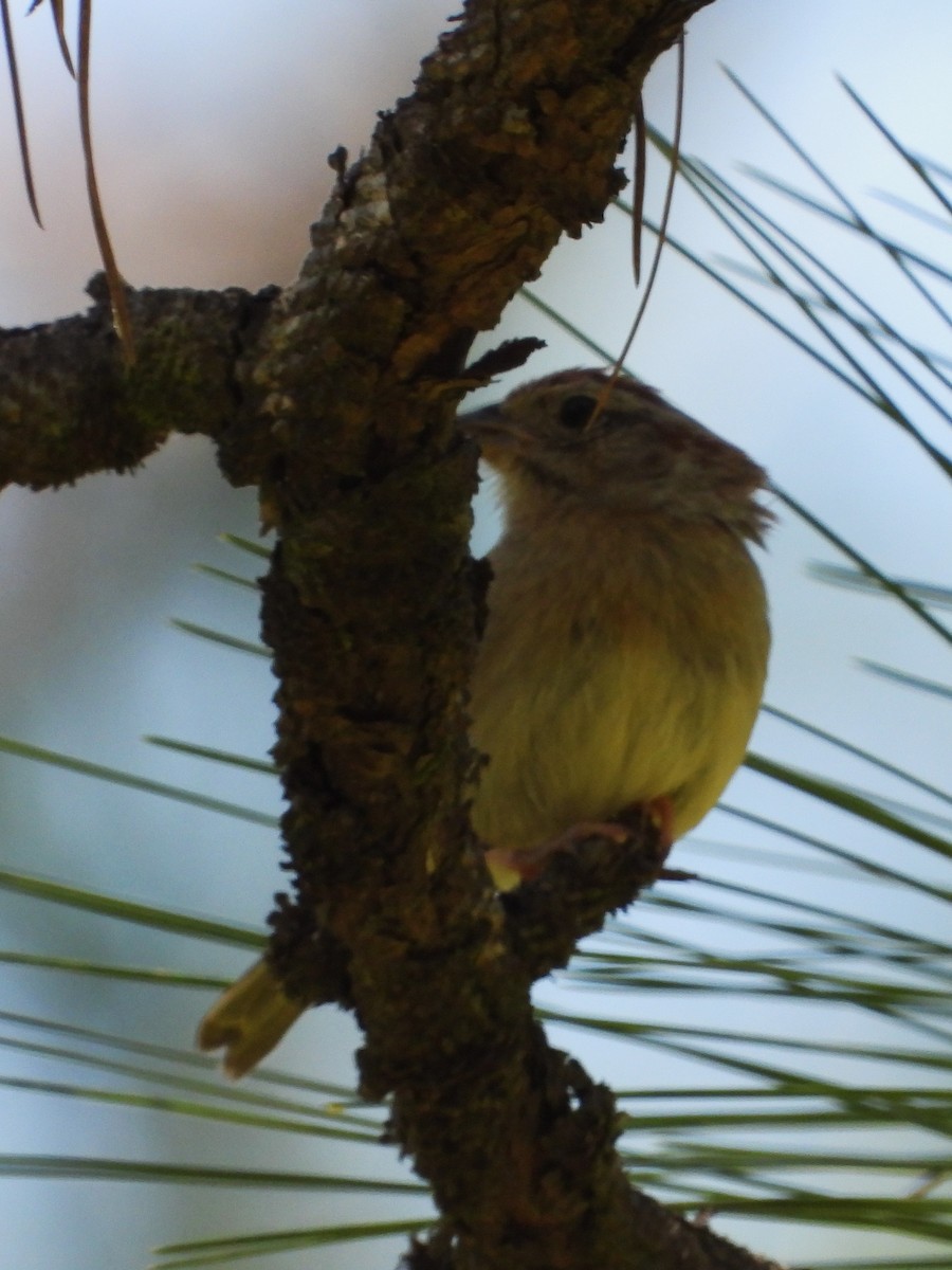 eBird Checklist 17 Apr 2023 Splinter Hill Bog TNC Preserve 9 species