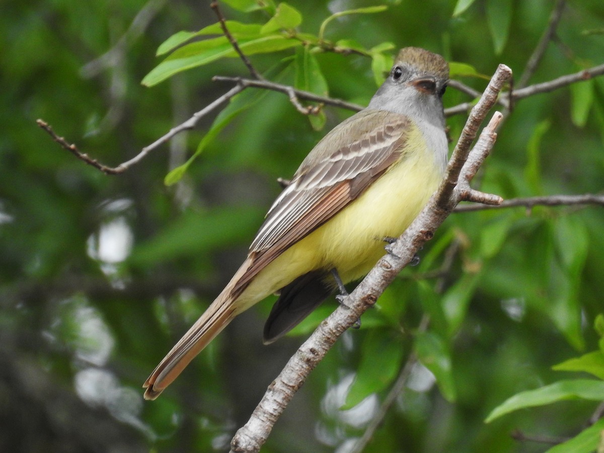 Great Crested Flycatcher - ML560465831