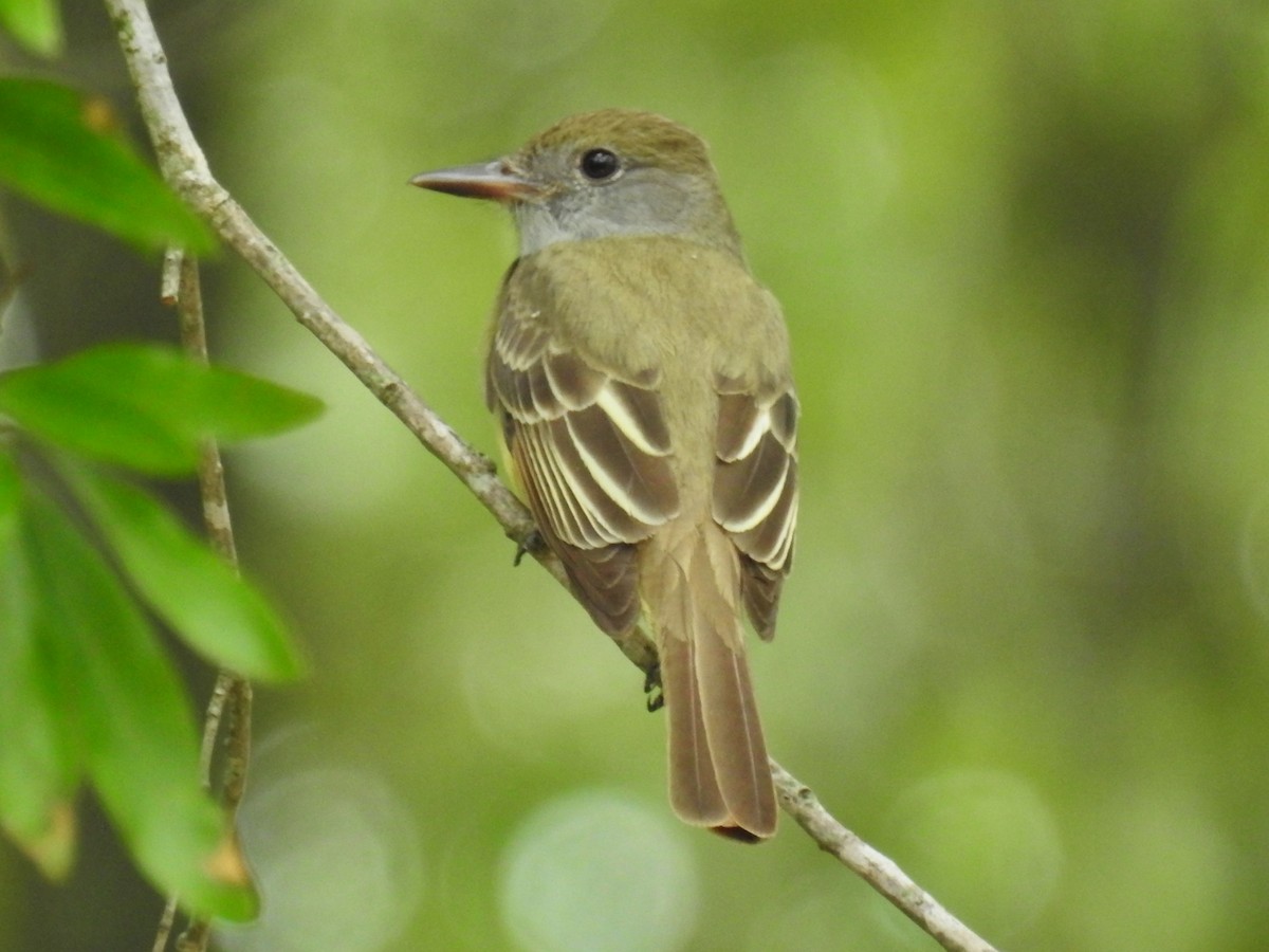 Great Crested Flycatcher - ML560465851