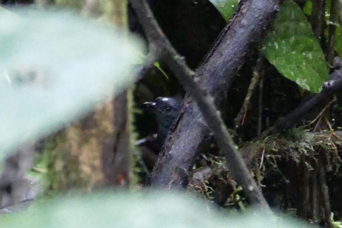 White-crowned Tapaculo - ML56046991