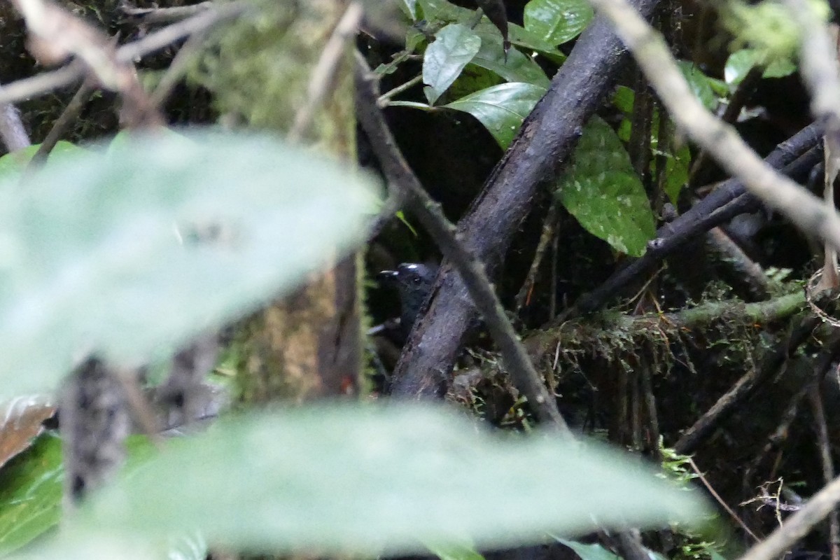White-crowned Tapaculo - ML56047011