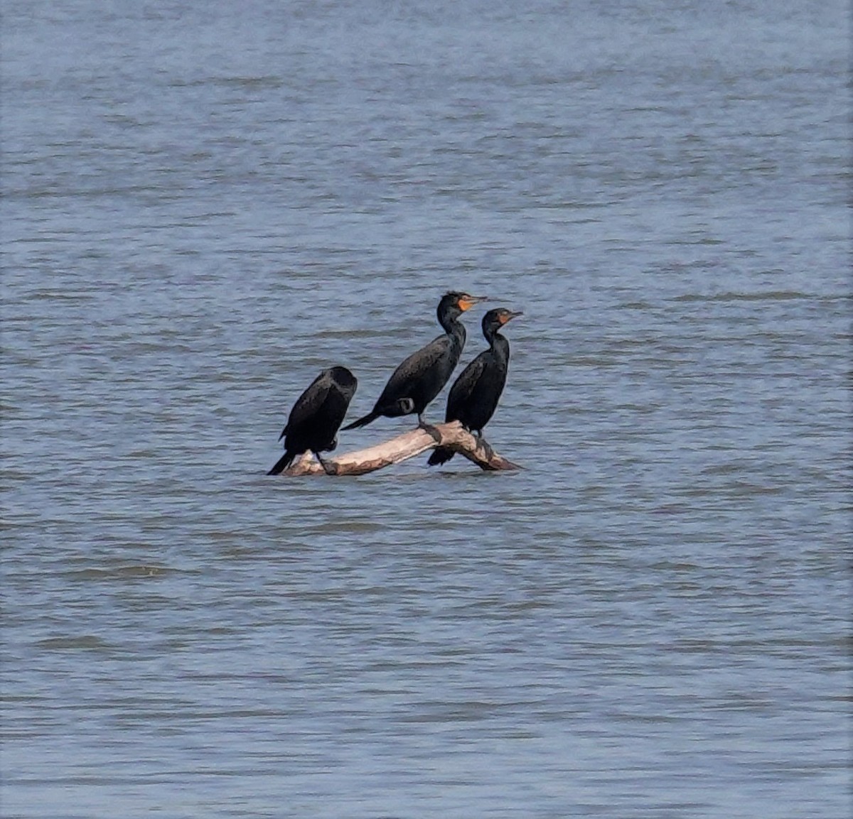 Double-crested Cormorant - Brian Lineaweaver