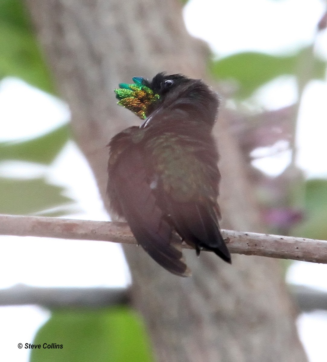 Antillean Crested Hummingbird - ML560473711