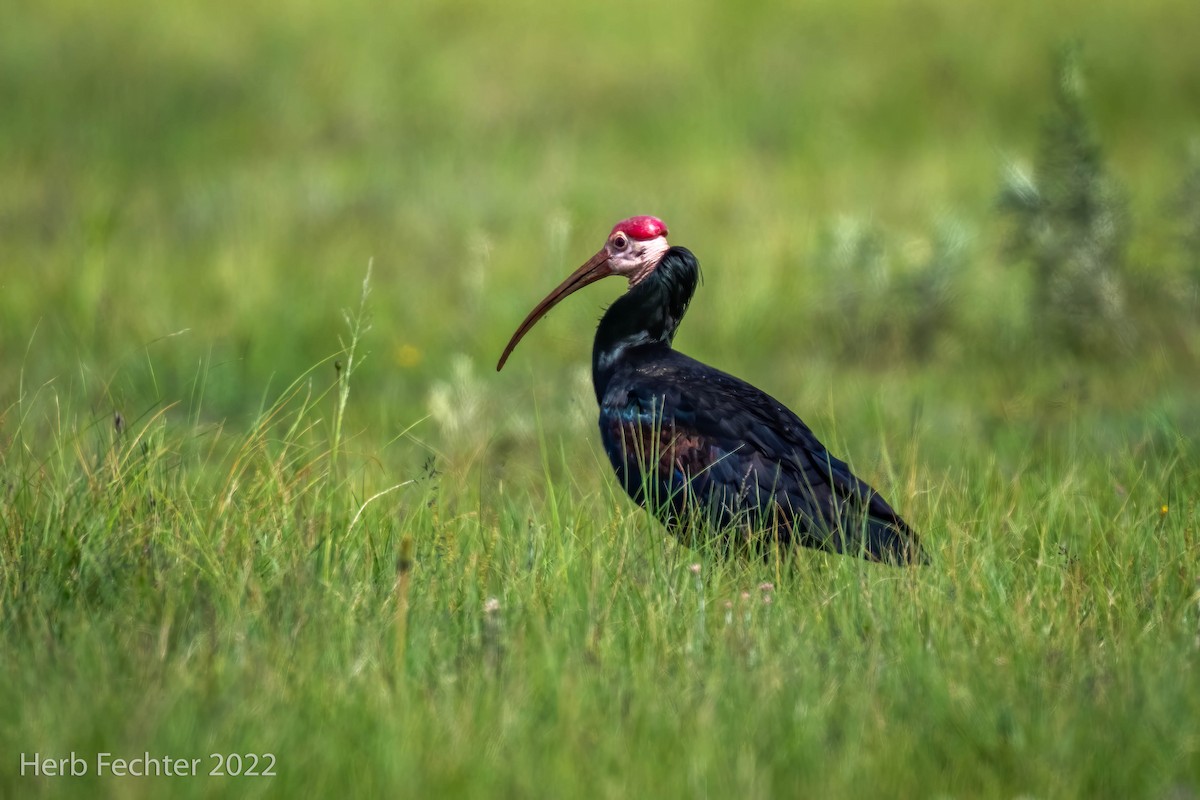Southern Bald Ibis - Herbert Fechter
