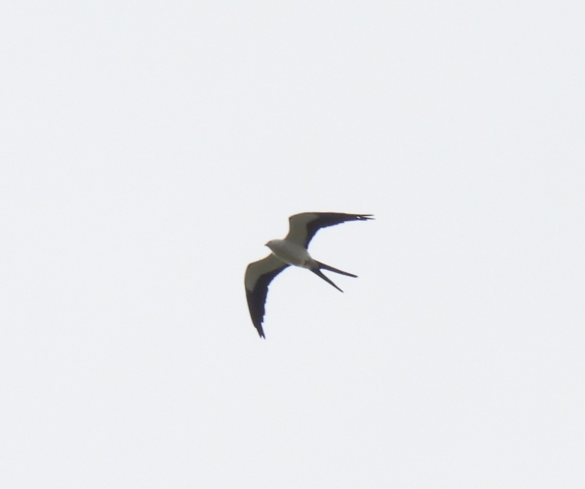 Swallow-tailed Kite - ML560476161