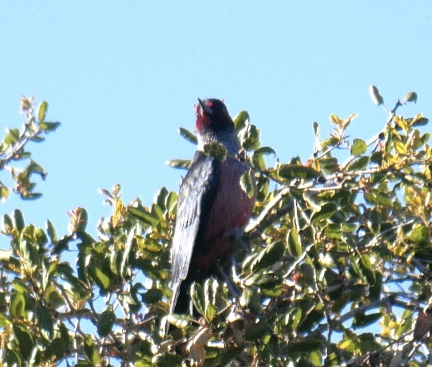 Lewis's Woodpecker - ML560493461
