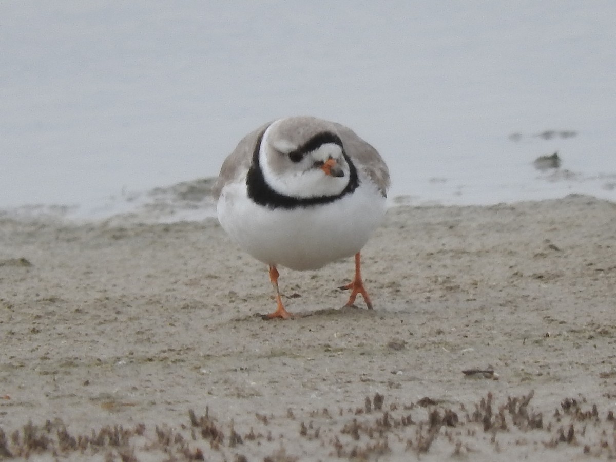 Piping Plover - ML56049431