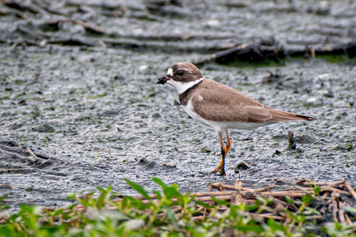 Semipalmated Plover - ML560495831