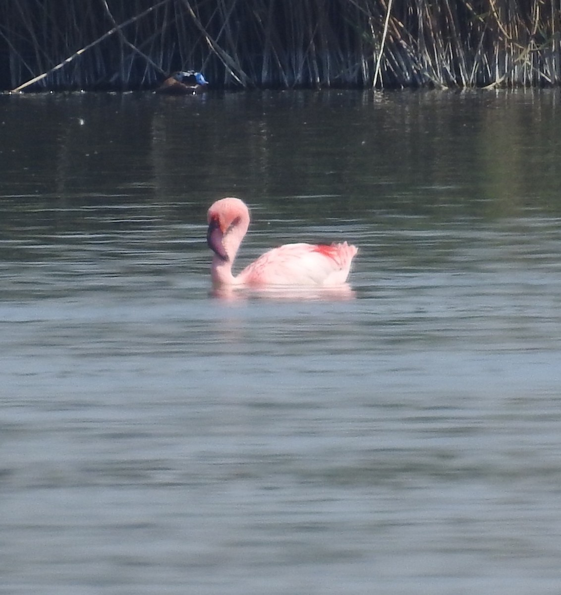 Lesser Flamingo - Mario Navarro Gomis