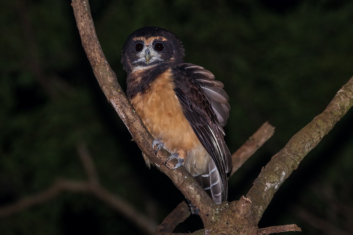 Tawny-browed Owl - ML560497901