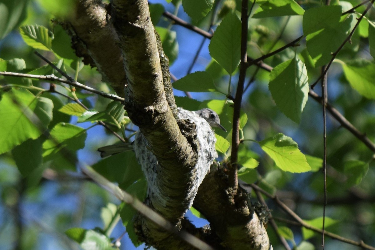 North Carolina Bird Atlas Checklist - 20 Apr 2023 - Muddy Creek