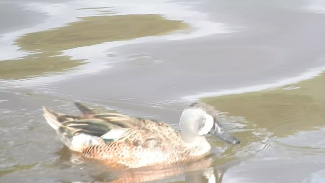 Blue-winged Teal - ML560504731