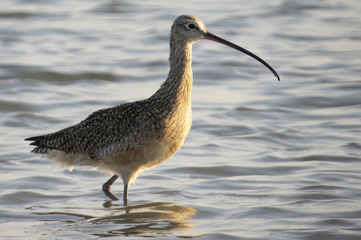 Long-billed Curlew - ML560508721