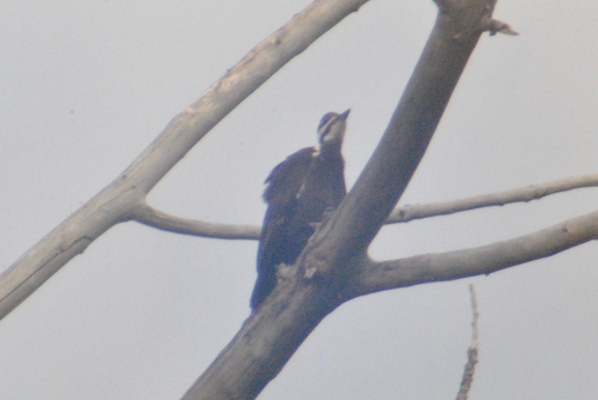 Pileated Woodpecker - ML56050911