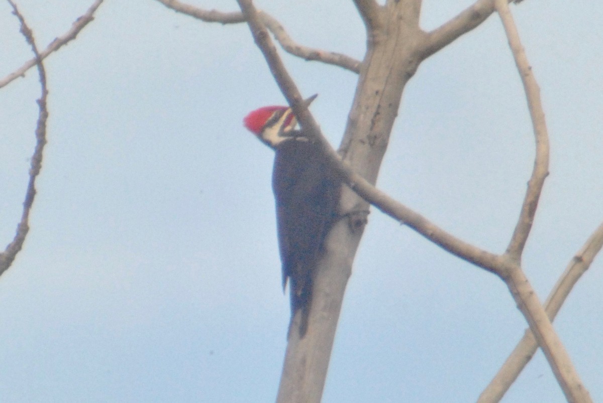 Pileated Woodpecker - ML56050921