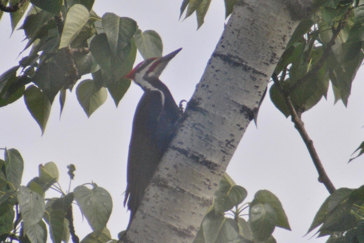 Pileated Woodpecker - ML56050961