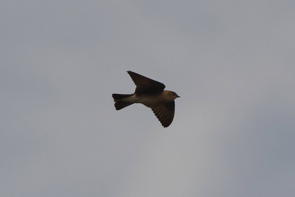 Northern Rough-winged Swallow - Tom Frankel