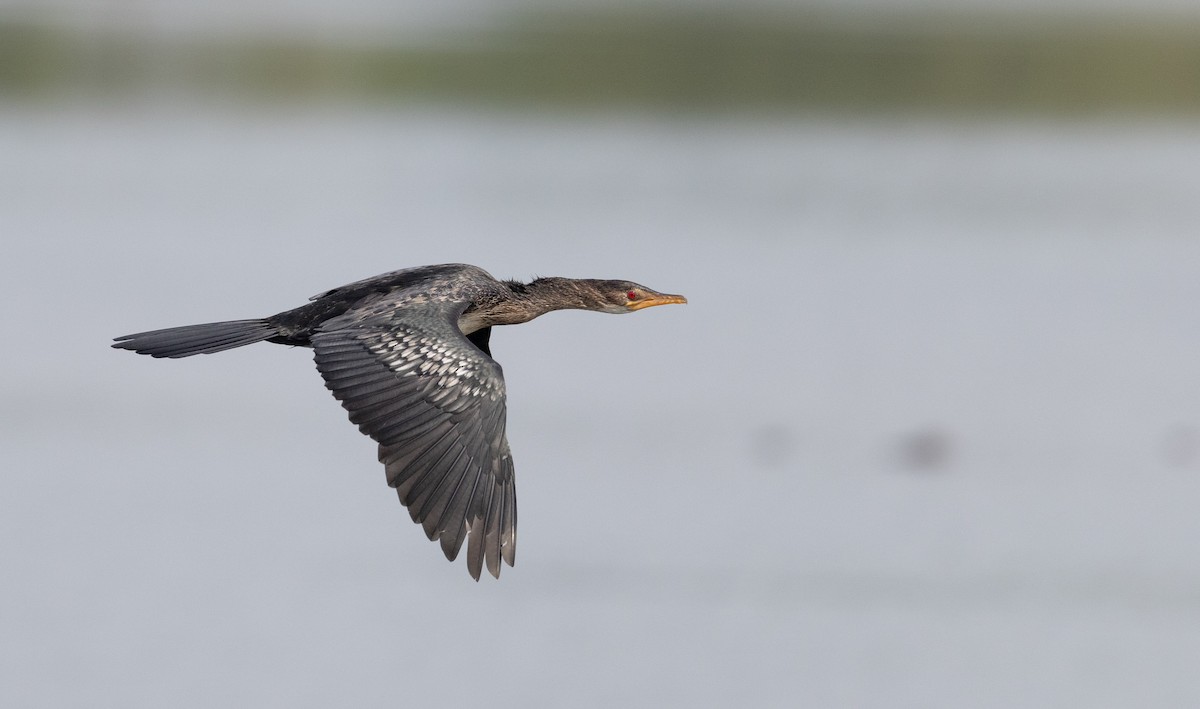 Long-tailed Cormorant - Ian Davies