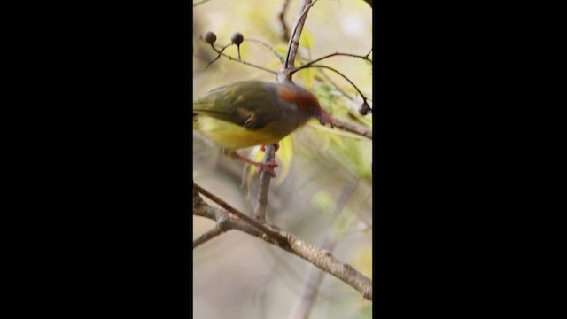 Краснобровый попугаевый виреон [группа gujanensis] - ML560513771