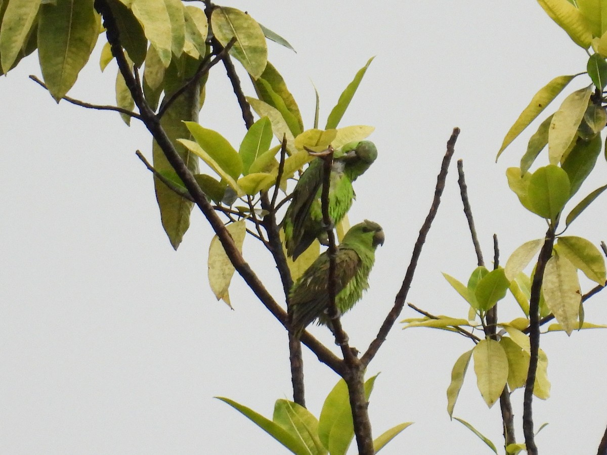 Short-tailed Parrot - Laura Obando