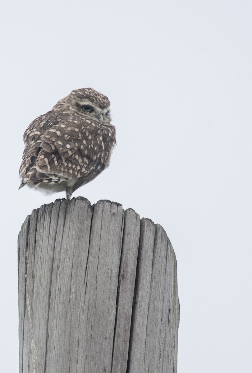 Burrowing Owl - ML560520141