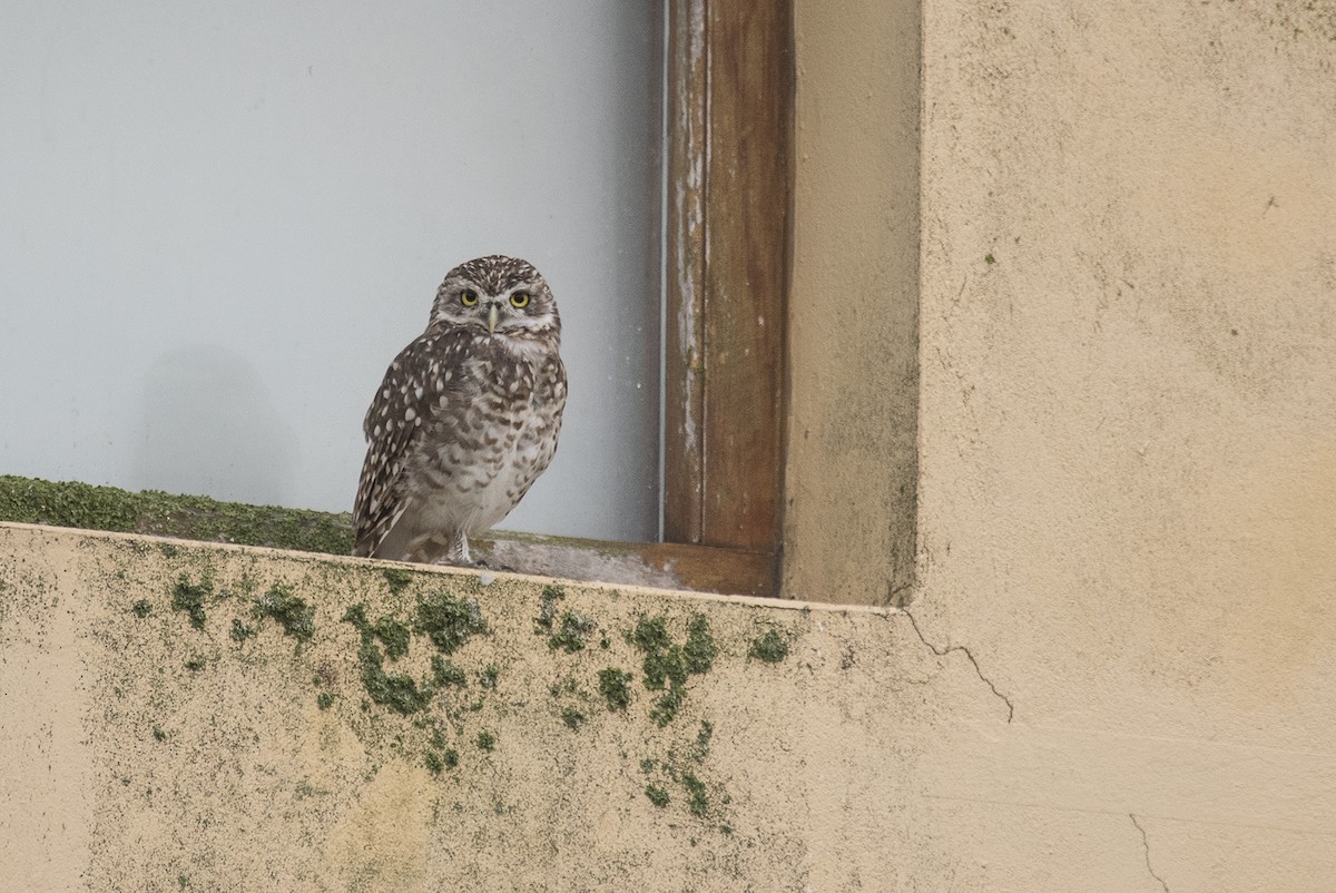 Burrowing Owl - ML560520151
