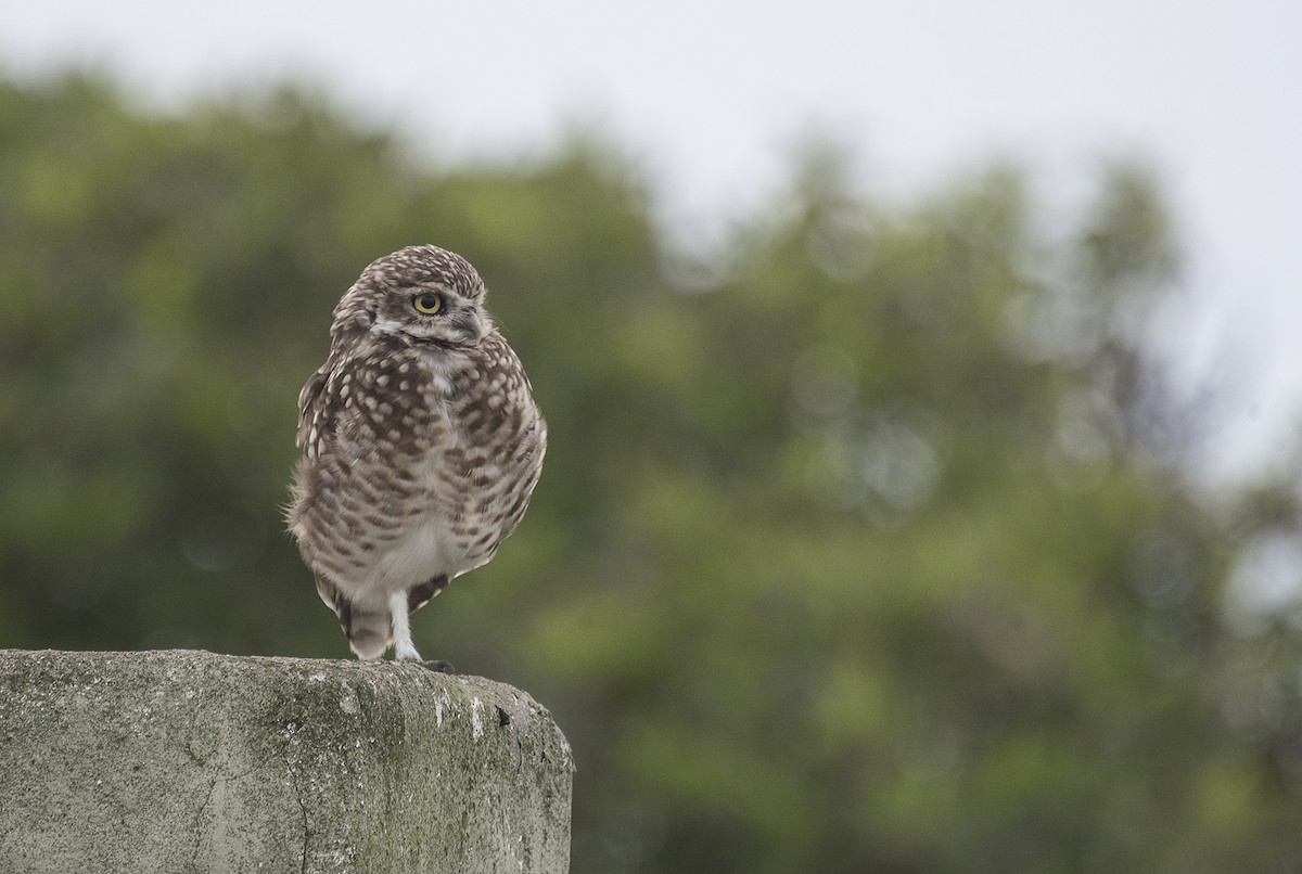 Burrowing Owl - ML560520161